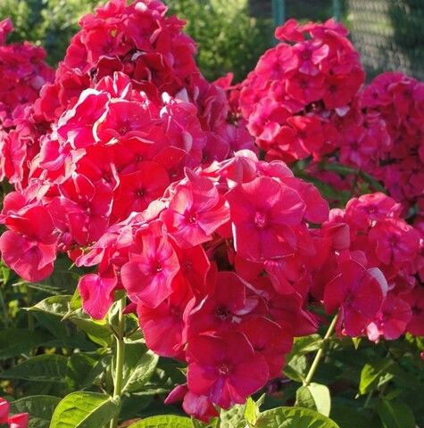 Флокс метельчатый Киев Праздничный