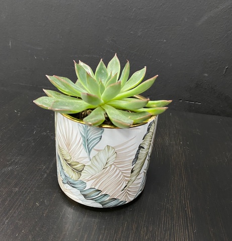 Суккулент в кашпо