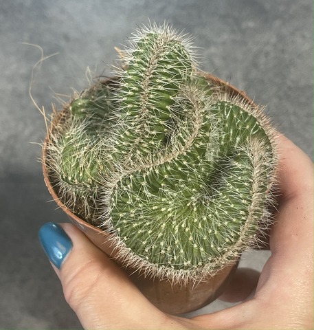 Никтоцереус Кристата d9