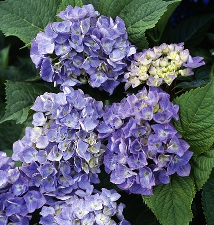 Гортензия крупнолистная Боденси Блю - купить по выгодной цене | Altay ...