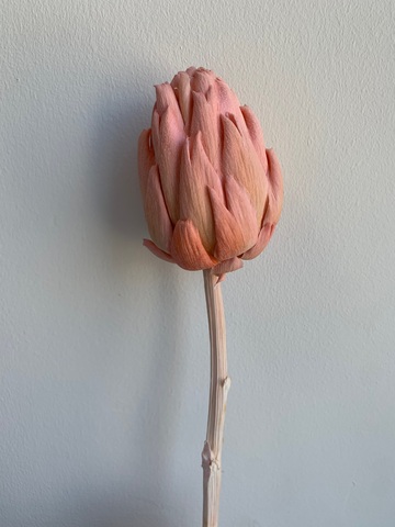 Артишок стабилизированный Розовый