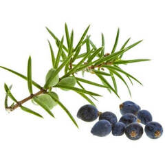 Эфирное масло Можжевельника (Juniper) - 10 мл. Compagnie des Sens