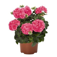 3106 Пеларгония плющелистная GREAT BALLS OF FIRE PINK (ВЕСНА 2025)