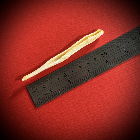 Бакулюм волка в стеклянной колбе