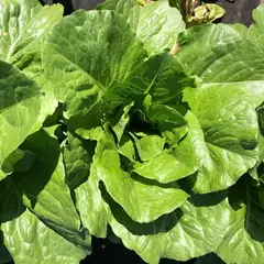 Салат Романо "О, Батат", 100 г (цена указана за 100г, вес может отличаться)