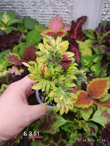 БЗ. 51 колеус