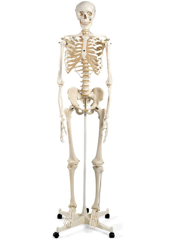 Фото человеческого скелета в полный рост