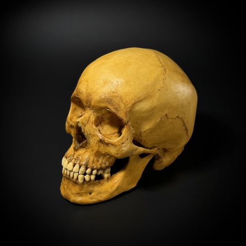 Череп человека (анатомическая модель)