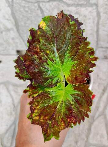 Elephant's Ear Тай колеус
