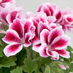 2907 Пеларгония королевская NOVITA PINK BICOLOR 19 (ВЕСНА 2025)