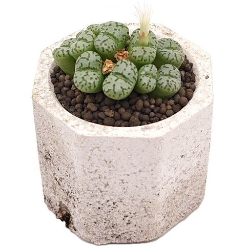 Суккулент Конофитум EnjoyPlants 465310