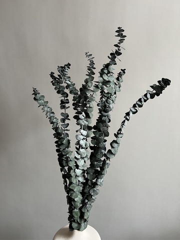 Эвкалипт Бейби Блю стабилизированный болотный