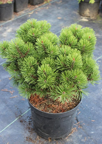 Сосна горная 