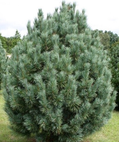 Сосна кедровая европейская Глаука