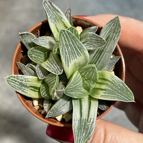 Хавортия Ретуза Милки Вей d5