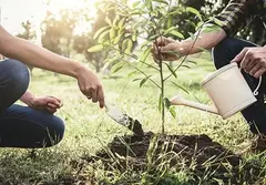 Купить саженцы в Иркутске: выбираем поставщиков