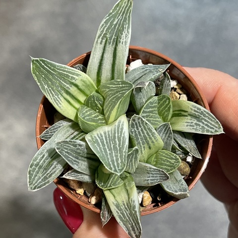 Хавортия Ретуза Милки Вей d5