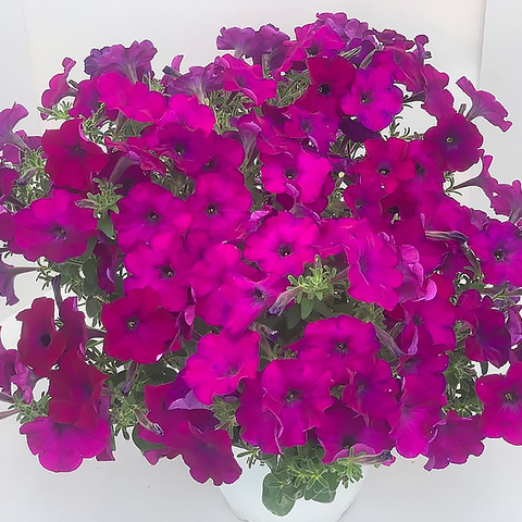 S57166 Петуния ампельная Gioconda Deep Violet 5 шт.