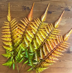 Папоротник осенний оранжевый, зелень искусственная, 60 см, набор 5 веток.