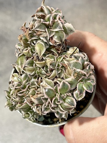 Эониум Санберст Кристата вариегата d7