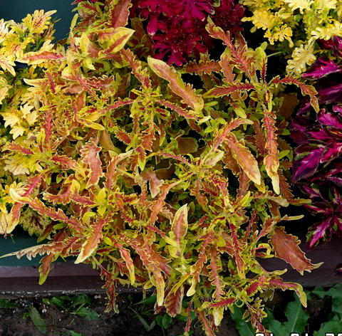 Молли TM колеус_КСР