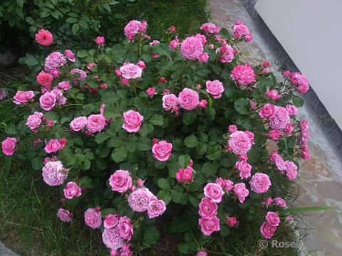 Агнес Шиллингер (Agnes Schilliger)