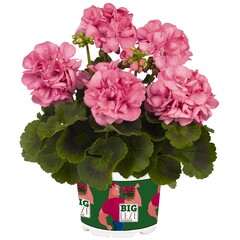 2802 Пеларгония зональная BIG EEZE PINK (ВЕСНА 2025)