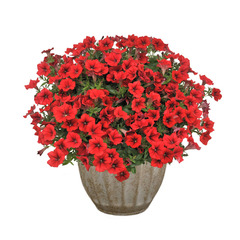 3246 Петуния SURFINIA TABLE DARK RED (ВЕСНА 2025)