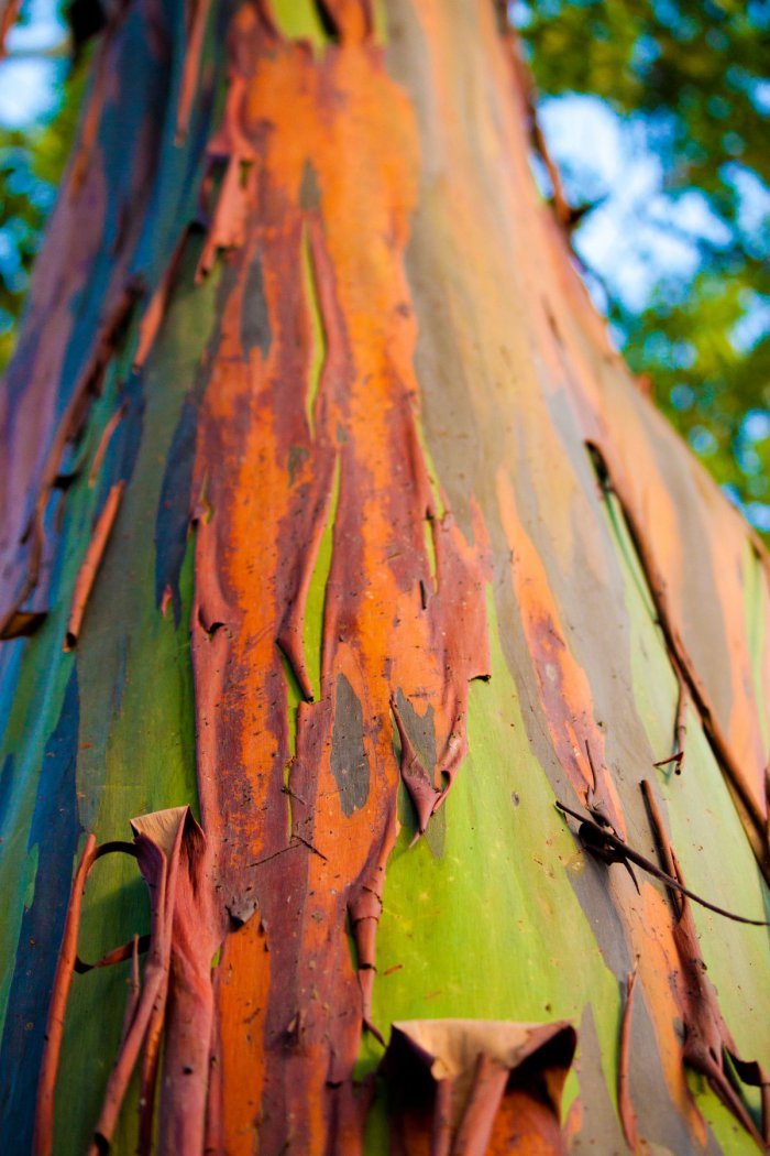 Эвкалипт радужный eucalyptus deglupta