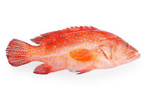 Красный групер охлажденный~1.5кг