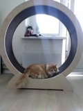 Никогда не покупайте колесо беговое для кошек, если любите толстых питомцев блог зоомагазина Зоокул