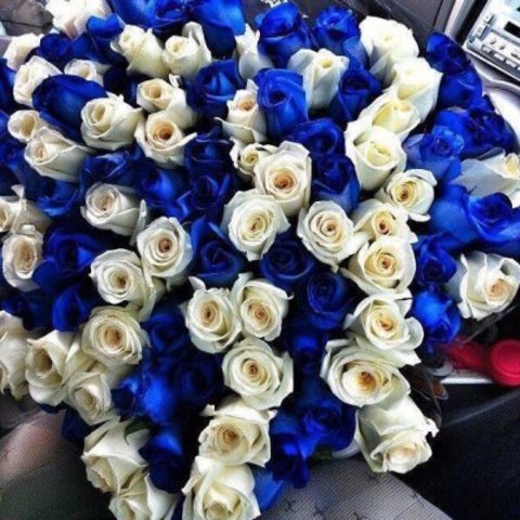 Букет из 101 бело-синей розы (70 см)