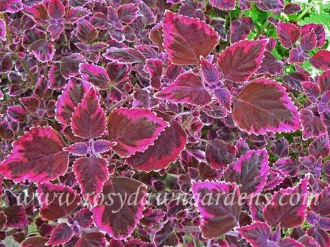 Trailing plum brocade колеус_КСР
