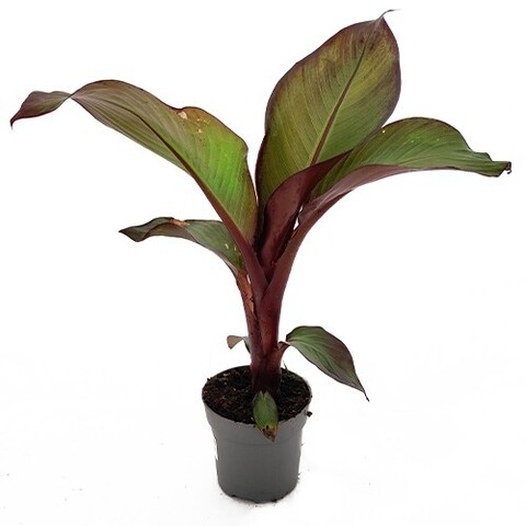 Банан пестрый красный