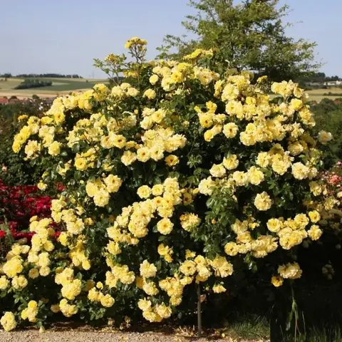 Лихткенигин Лючия(Lichtkonigin Lucia)