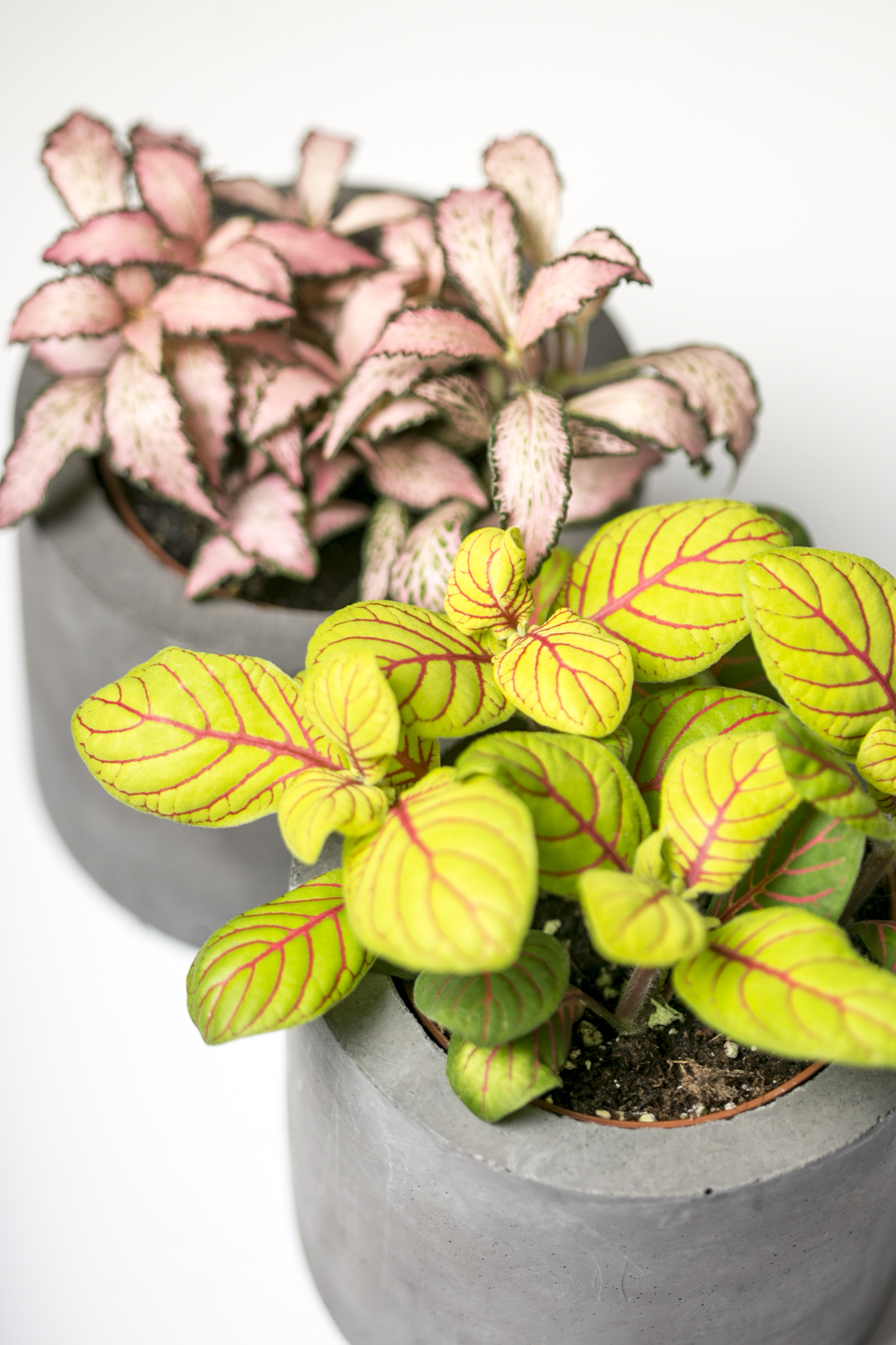 Pilea microphylla ‘Tricolor’