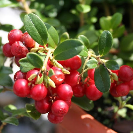 Брусника Руно Белявское Vaccinium vitis-idaea Runo Bielawskie