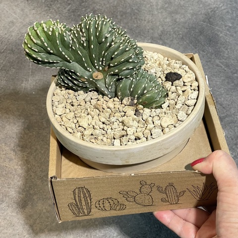 Маргинатоцереус Маргинатус Кристата в керамике d15