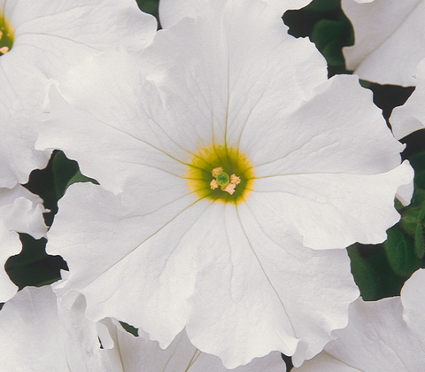 S6069 Петуния кустовая Grandiflora Dreams White 10шт.