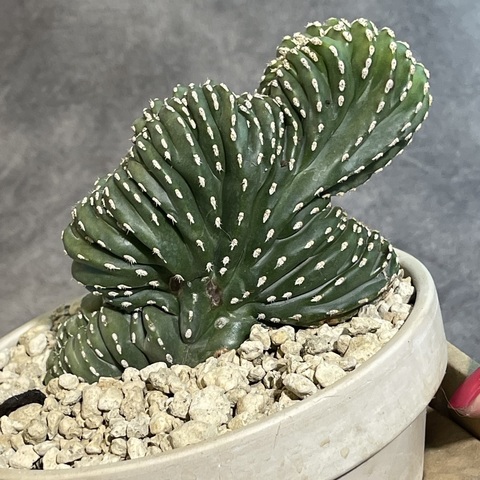 Маргинатоцереус Маргинатус Кристата в керамике d15