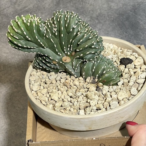 Маргинатоцереус Маргинатус Кристата в керамике d15