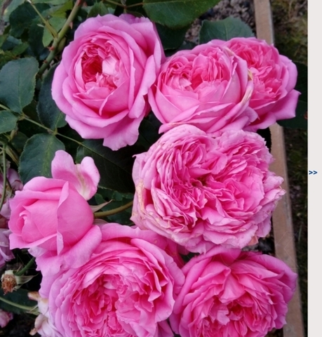 Tempting English beauties from David Austin Roses out this spring Garden wcfcour