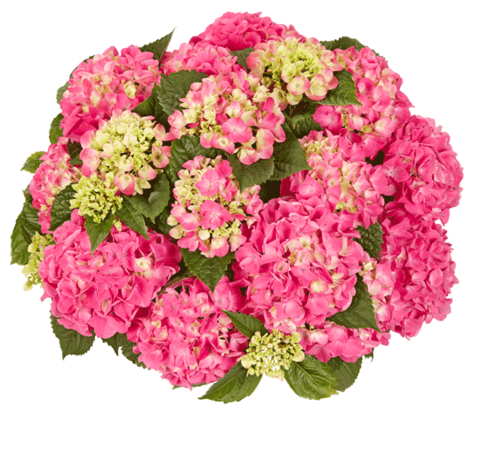 Гортензия крупнолистная (Macrophylla) Tabletensia Pink 10 шт.