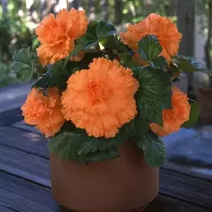 S2354 Бегония клубневая AmeriHybrid Ruffled Apricot 5 шт.