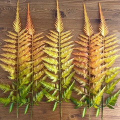 Папоротник осенний оранжевый, зелень искусственная, 60 см, набор 5 веток.