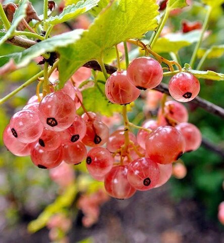 Смородина MIX (Голландия)