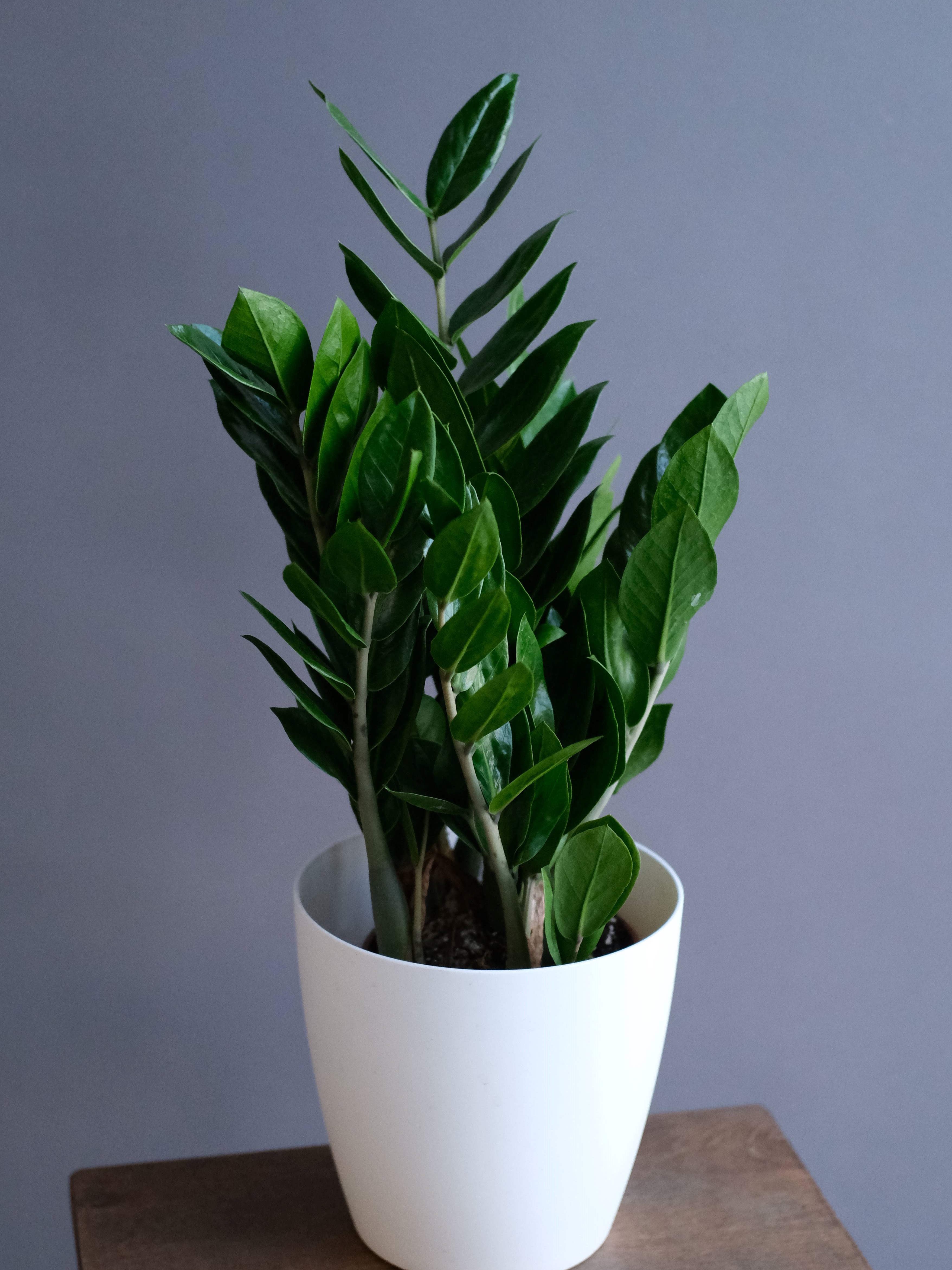 Замиокулкас Равен (D-21; Н-75)