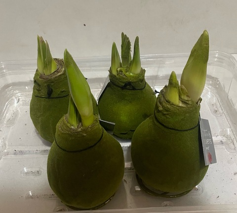 Гиппеаструм амариллис в воске Зелёный Бархат