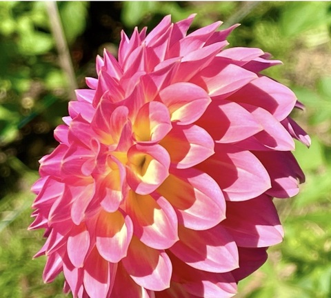 Георгин Пинк софьюжн (Pink suffusion)