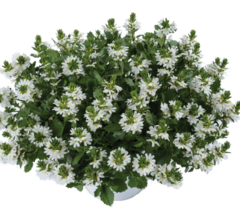 3405 Сцевола TOUCH WHITE (ВЕСНА 2025)